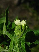 IMG_6430