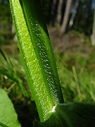 IMG_6433
