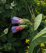 IMG_7105