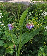 IMG_7106