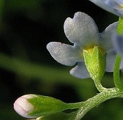 Myosotis nemorosa