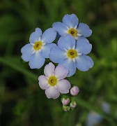 Myosotis scorpioides