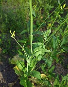IMG_1685