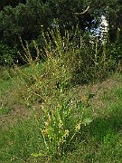 IMG_2924