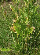 IMG_2924b