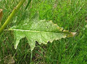 IMG_2925