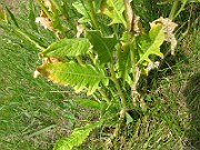 IMG_2926