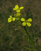 IMG_2927