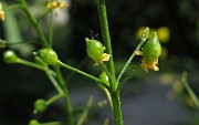 IMG_7301