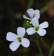 IMG_1333