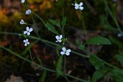 IMG_1334