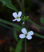 IMG_1334s