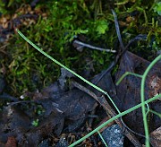 IMG_1335