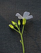 IMG_1340