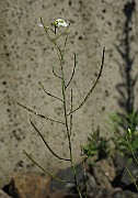 IMG_7575
