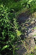 IMG_1684