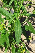 IMG_3903