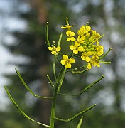 IMG_6123b