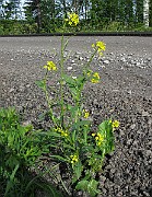 IMG_6124