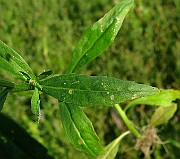 IMG_6131