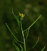 IMG_6134
