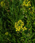 IMG_6167