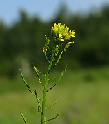IMG_6174