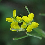 IMG_7884