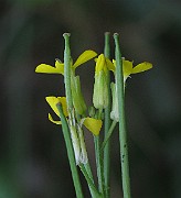 IMG_7885