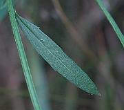 IMG_7887