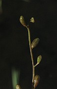 IMG_4983