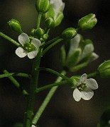 IMG_3709