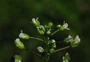 IMG_3711