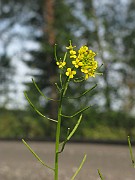 Erysimum cheiranthoides