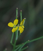 Erysimum strictum