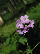 Hesperis matronalis