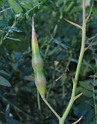 Raphanus raphanistrum