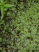 IMG_9154