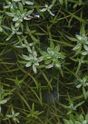 Callitriche x vigens
