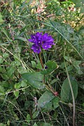 Campanula glomerata var. speciosa