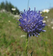 Jasione montana