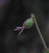 IMG_8453