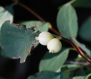 IMG_1998