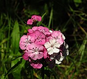 IMG_1487