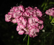 IMG_1489