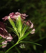 IMG_1490