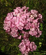 IMG_1503