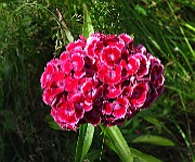 IMG_1526