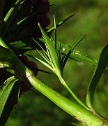 IMG_1528