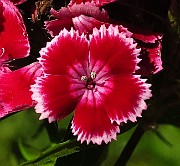 IMG_1530